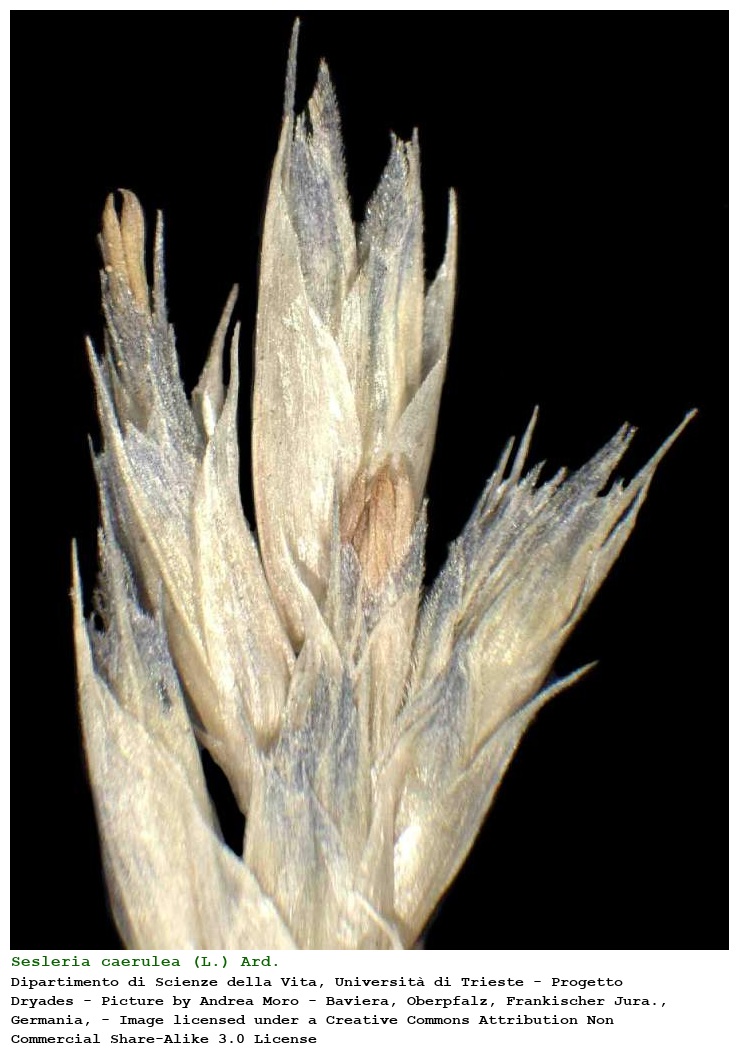 Sesleria caerulea (L.) Ard.
